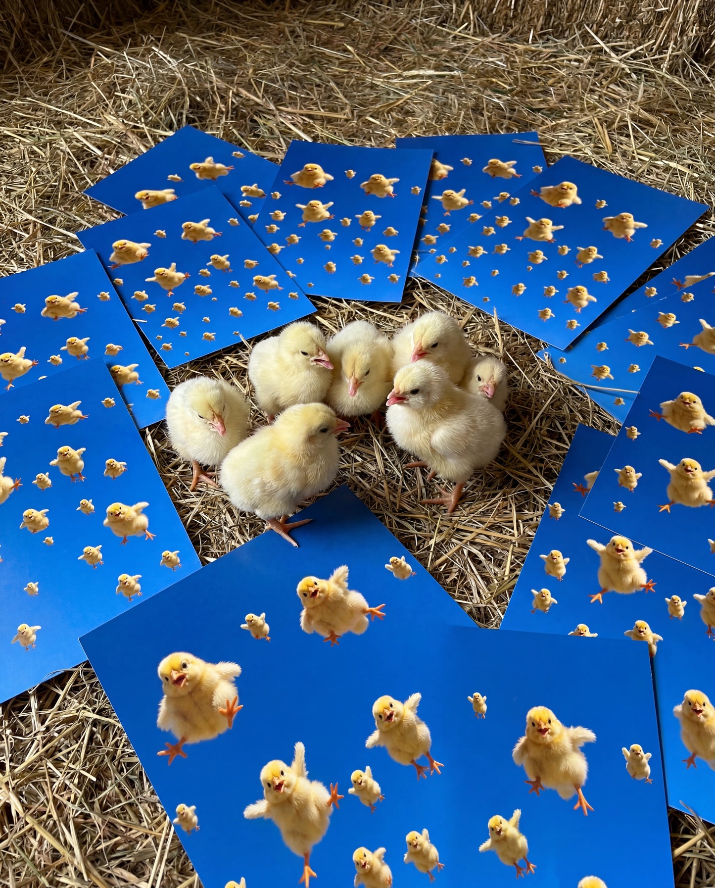 YELLOW CHICKS PRINT