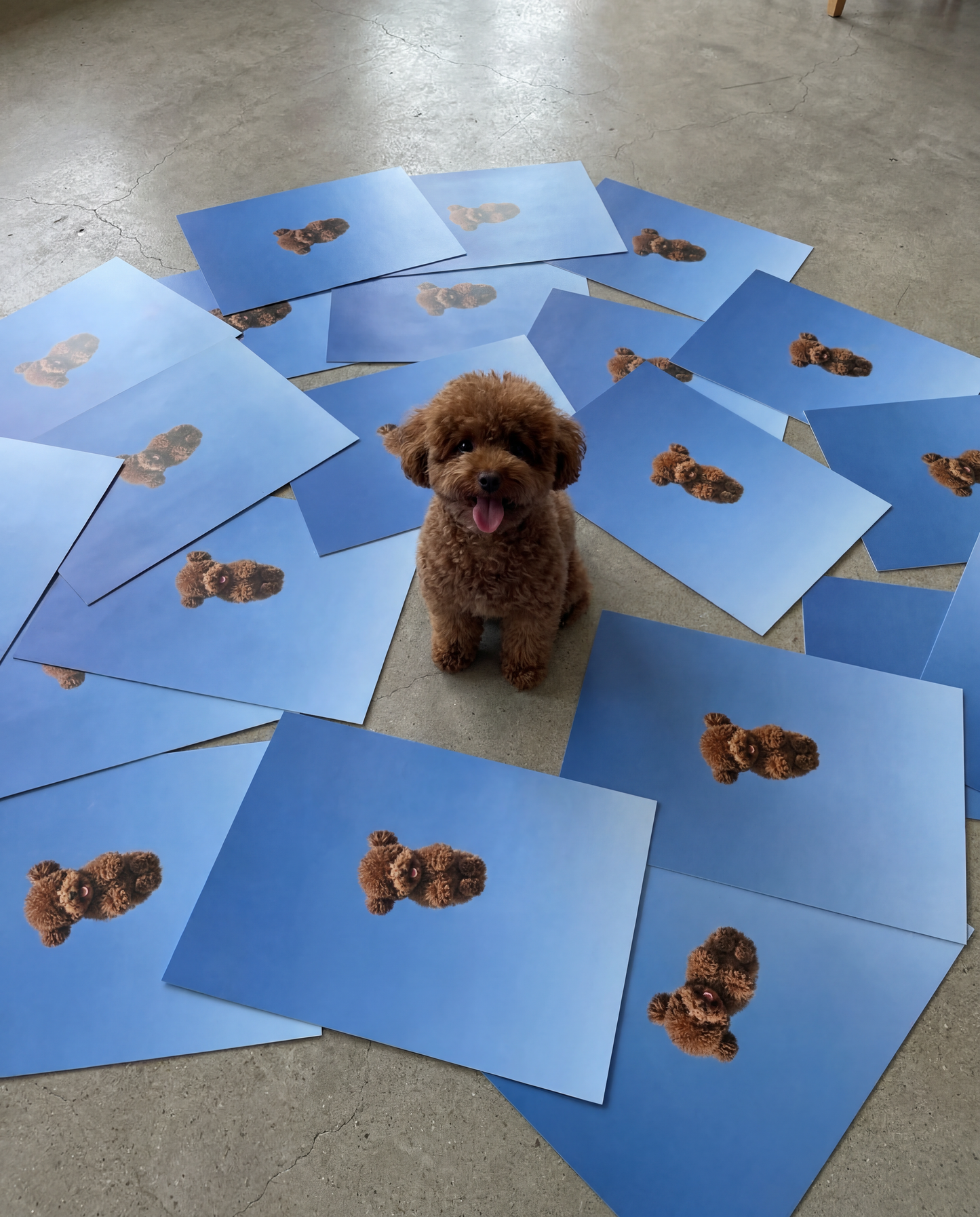 SKY DOG PRINT